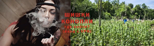 сатива Беломорск